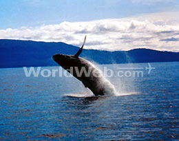 Humpback Whale