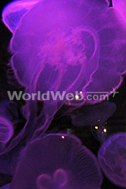 Jellyfish Illuminated by LED Lighting