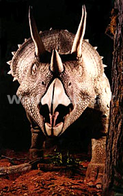 Triceratops Model at the Las Vegas Natural History Museum
