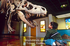 Dinosaur Skeleton at the Mesa Southwest Museum