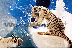 Royal White Tiger Habitat at the Mirage