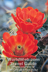 Cactus Flowers