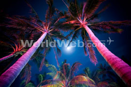 Palm Trees, MIami, FL