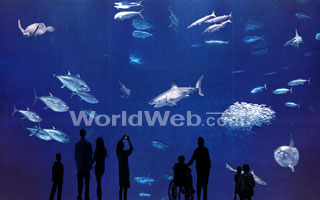 The million-gallon Outer Bay exhibit is home to sea turtles,