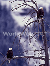 Bald Eagles in Lamar Valley