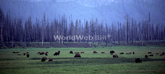 Buffalo Grazing Near Madison River