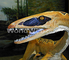 Ceolophysis Model at Petrified Forest National Park