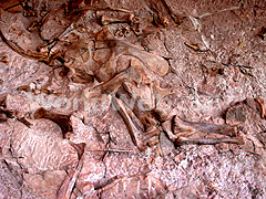 Quarry Fossil Wall Section at Dinosaur National Monument