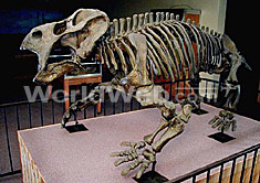 Placerias Skeleton at Petrified Forest National Park
