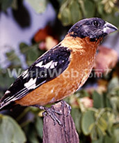 Black-Headed Grosbeak