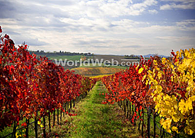 Napa Valley in the Fall