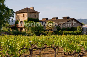 Vineyard and Winery, Napa Valley
