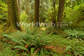 Hoh Rain Forest, Olympic National Park, WA
