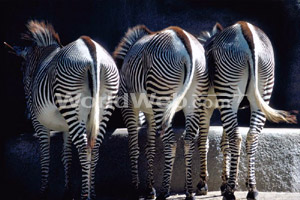 Zebras at San Diego Zoo