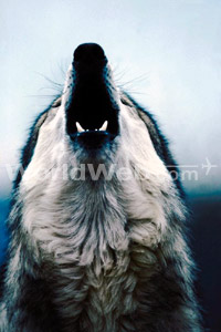 A Wolf in the Sonoran Desert