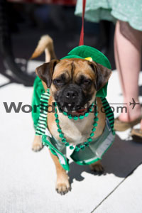 Saint Patrick's Day Dog