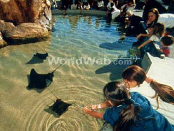 Sting Rays at the Aquarium Pacific