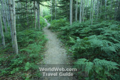 Superior National Forest