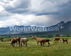 Mustangs, Taos, NM