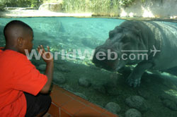 Hippoquarium at the Toledo Zoo