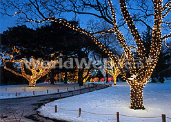 Lights Before Christmas at the Toledo Zoo