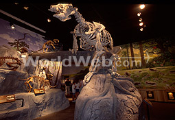 Museum of Ancient Life at Thanksgiving Point