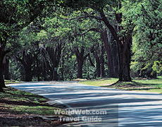 Tallahassee's Canopy Roads