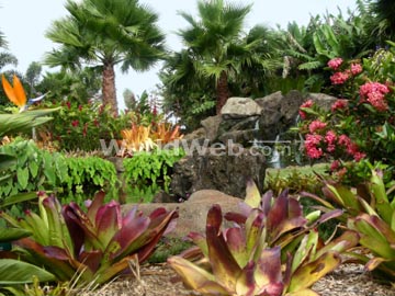 Oahu Dole Plantation