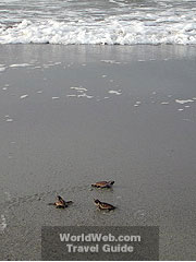 Turtle Hatchlings Observed  By The Folly Beach Turtle Watch