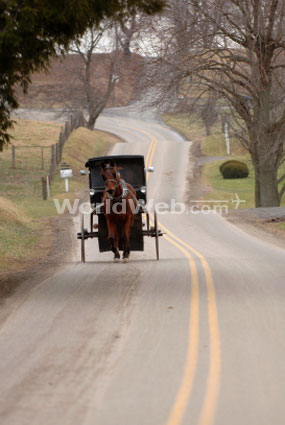 A Horse Drawn Carriage in the Poconos