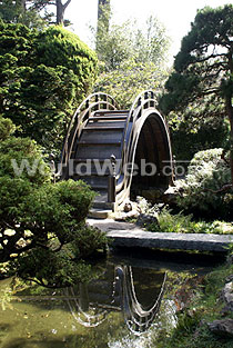 Japanese Tea Garden