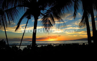 Sunset through the palms
