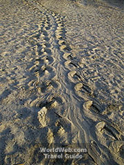 Tracks Found By The Folly Beach Turtle Watch