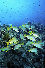 Underwater Scene