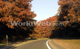 Blazing Autumn Leaves