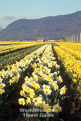 Click here to send this image of a daffodil farm in Abbotsford, British Columbia as a free electronic postcard