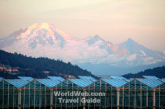 Click here to send this image of the Matsqui Prairie greenhouses in Abbotsford, British Columbia as a free electronic postcard