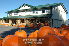 Click here to send this image of pumpkins at Neufeld Farms in Abbotsford, British Columbia as a free electronic postcard